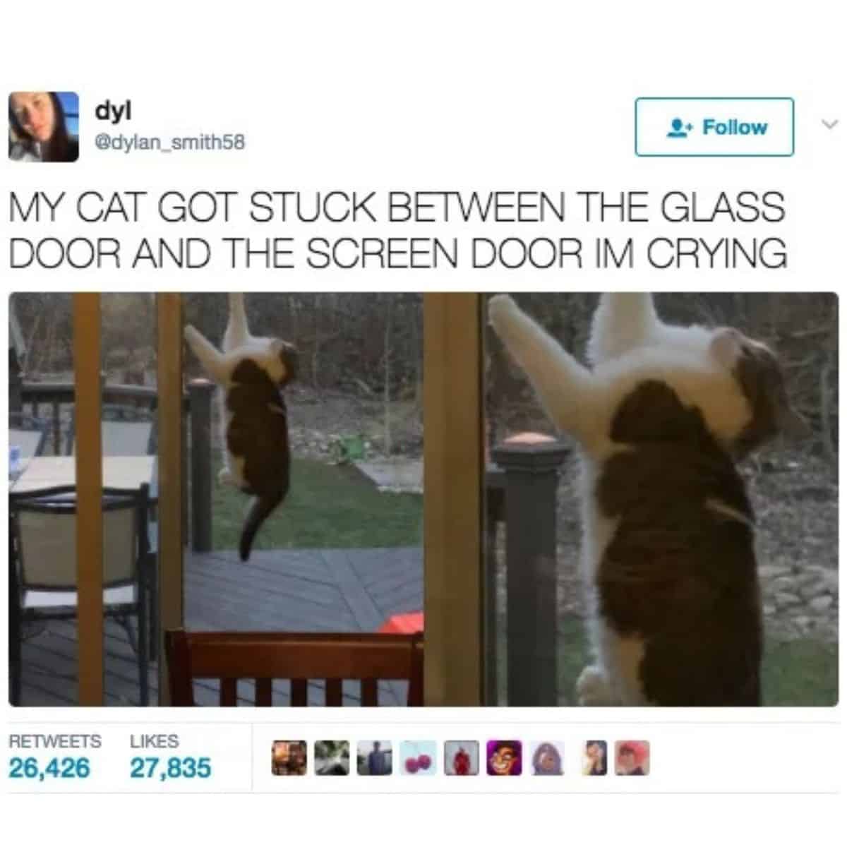 funny stuck cat