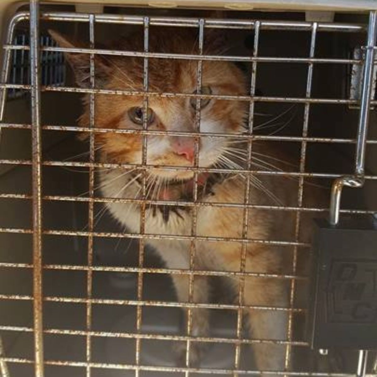 ginger cat in cage