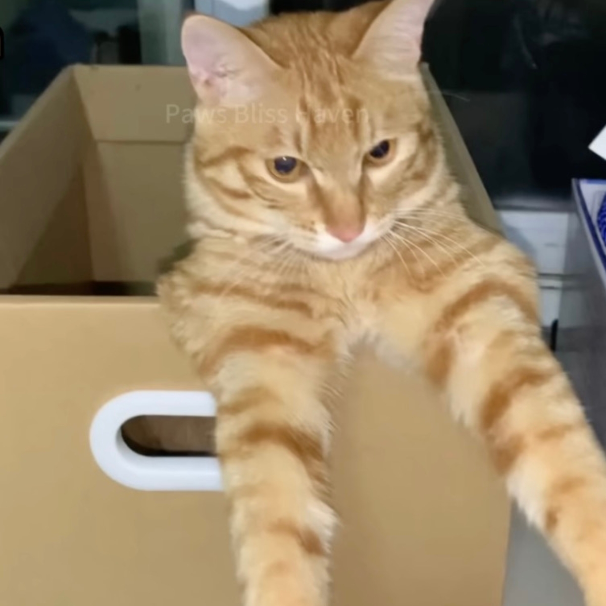 ginger cat in cardbox