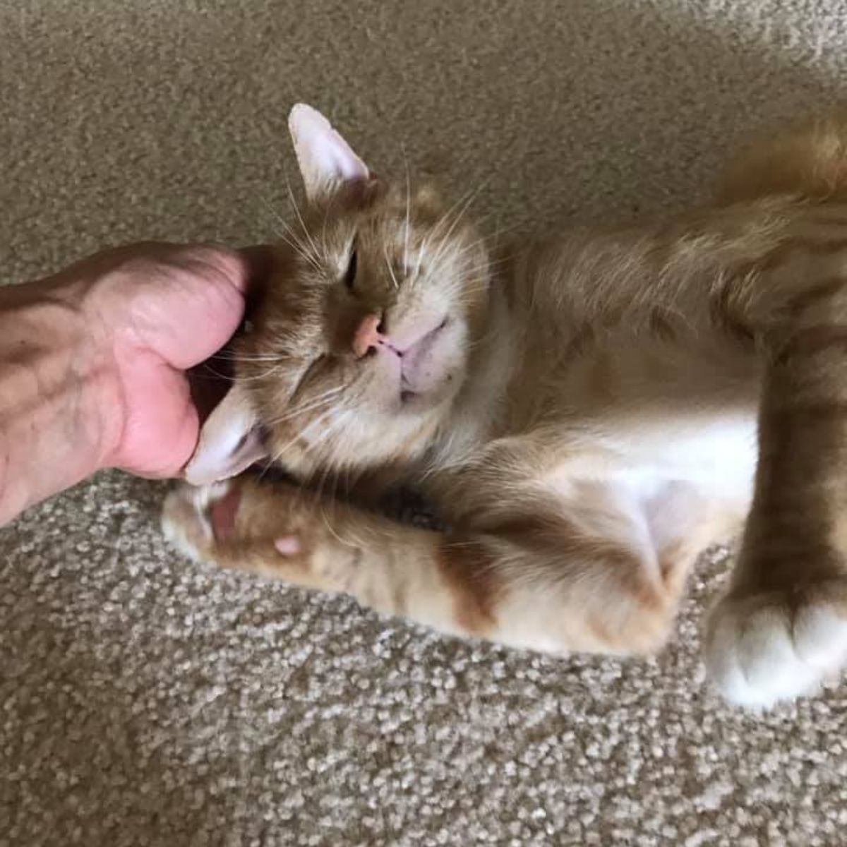 ginger cat laying on a rug