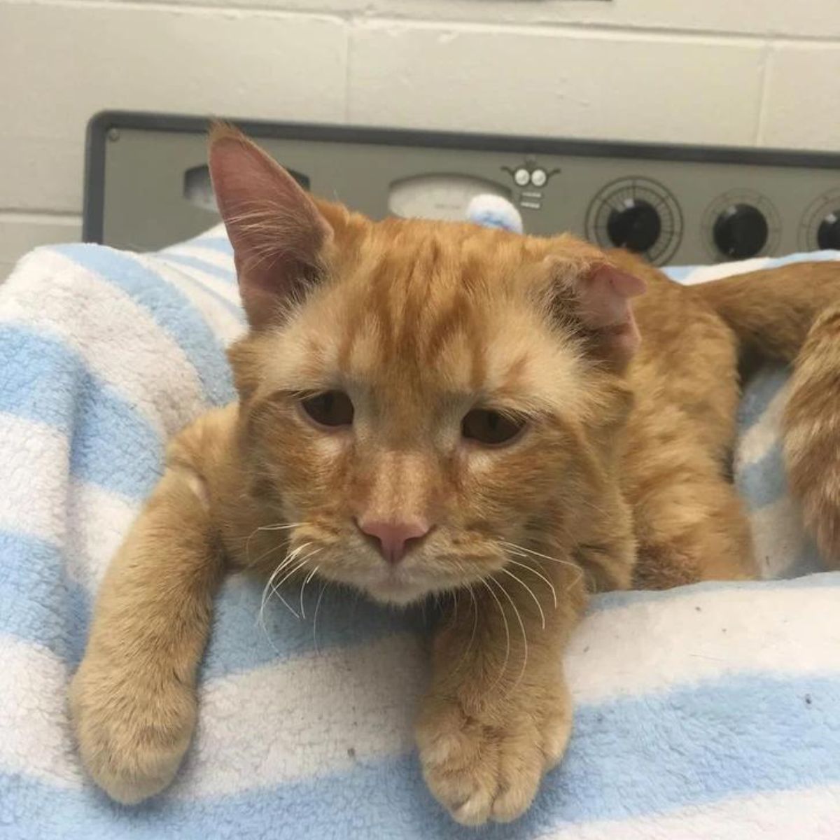 ginger cat lying on white and blue towel