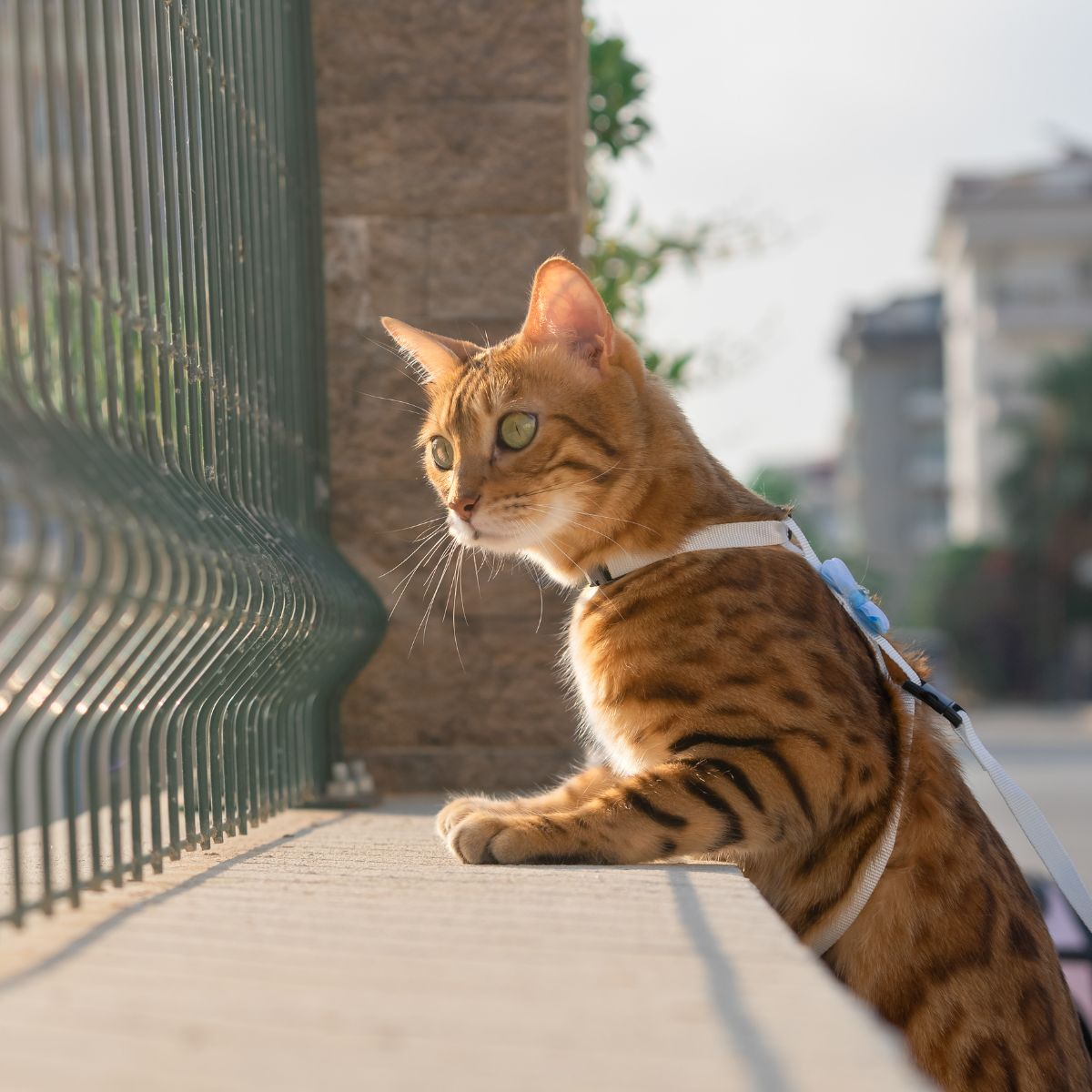 ginger cat next to fence