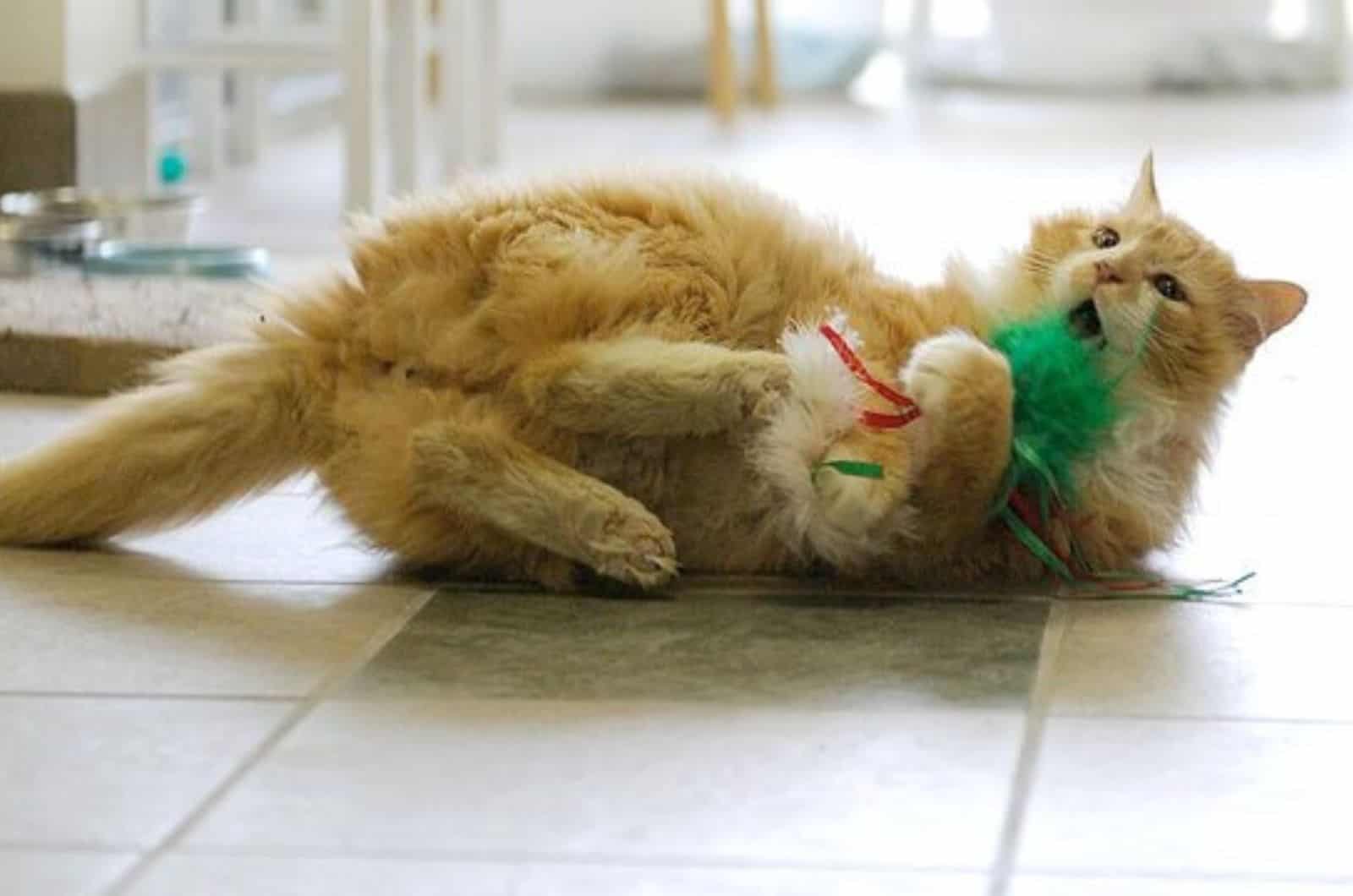 ginger cat playing