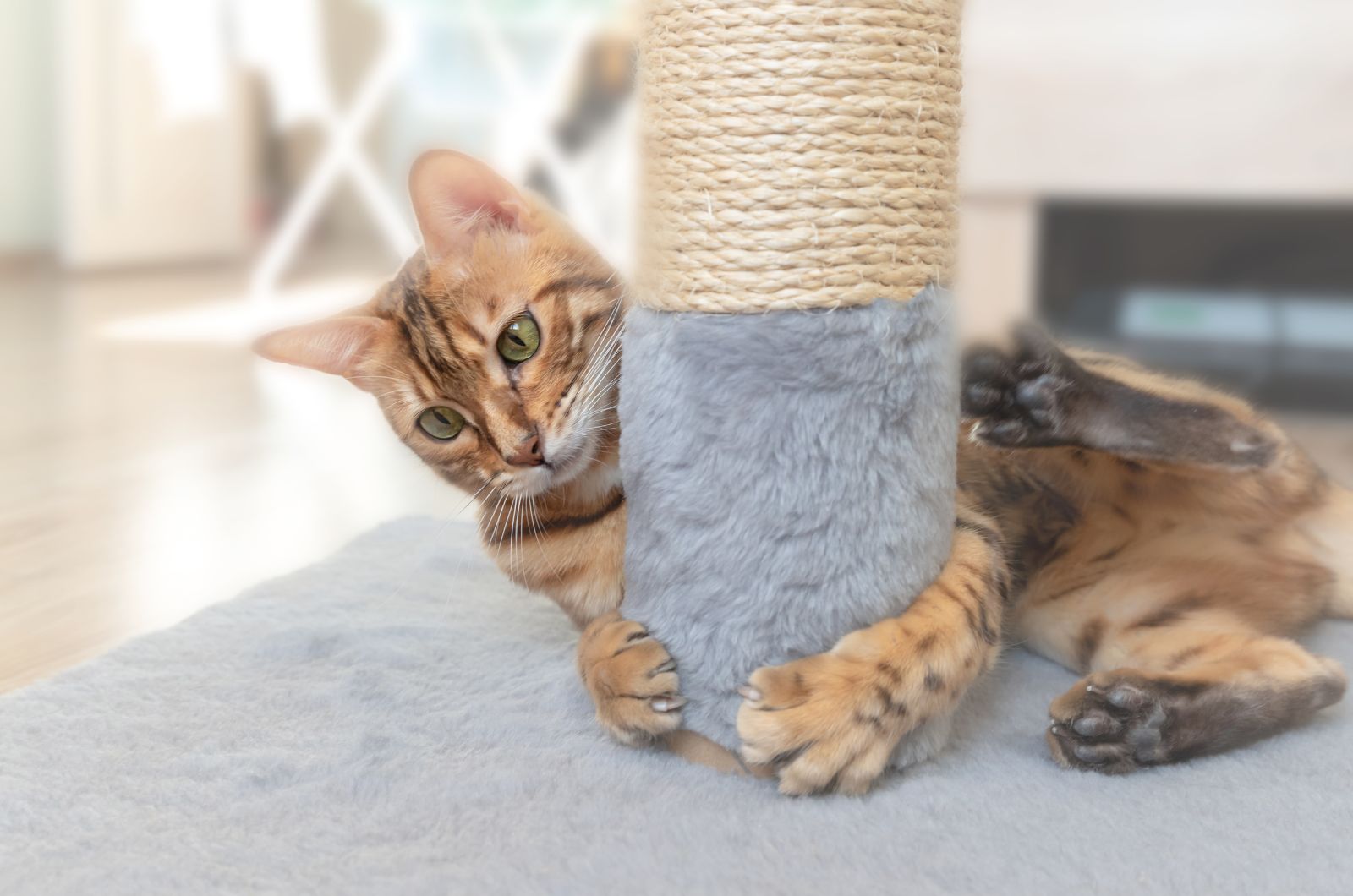 ginger cat scratching