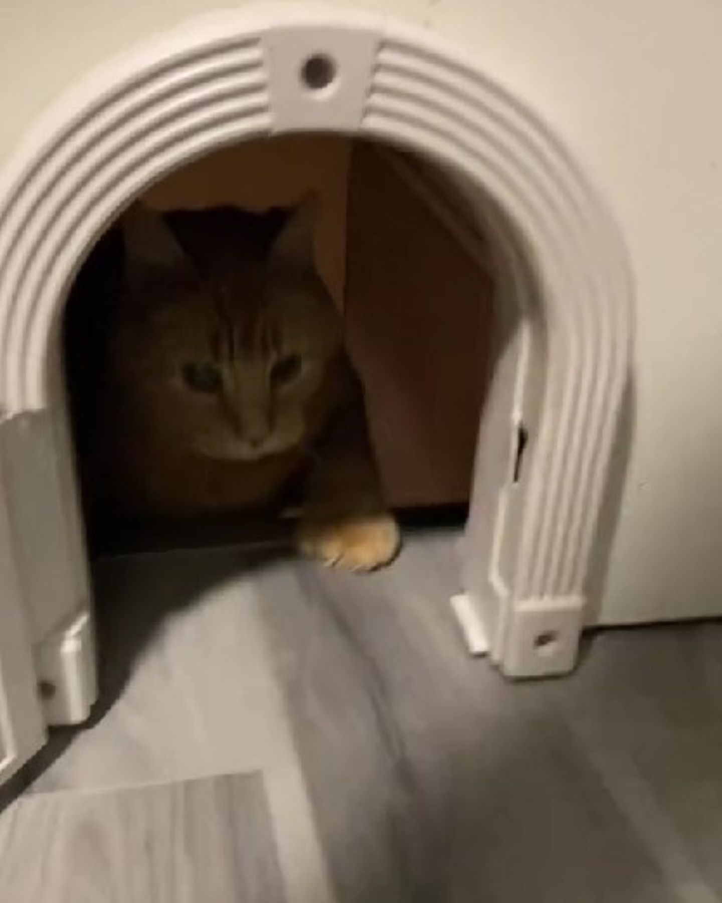 ginger cat walking on a stairs