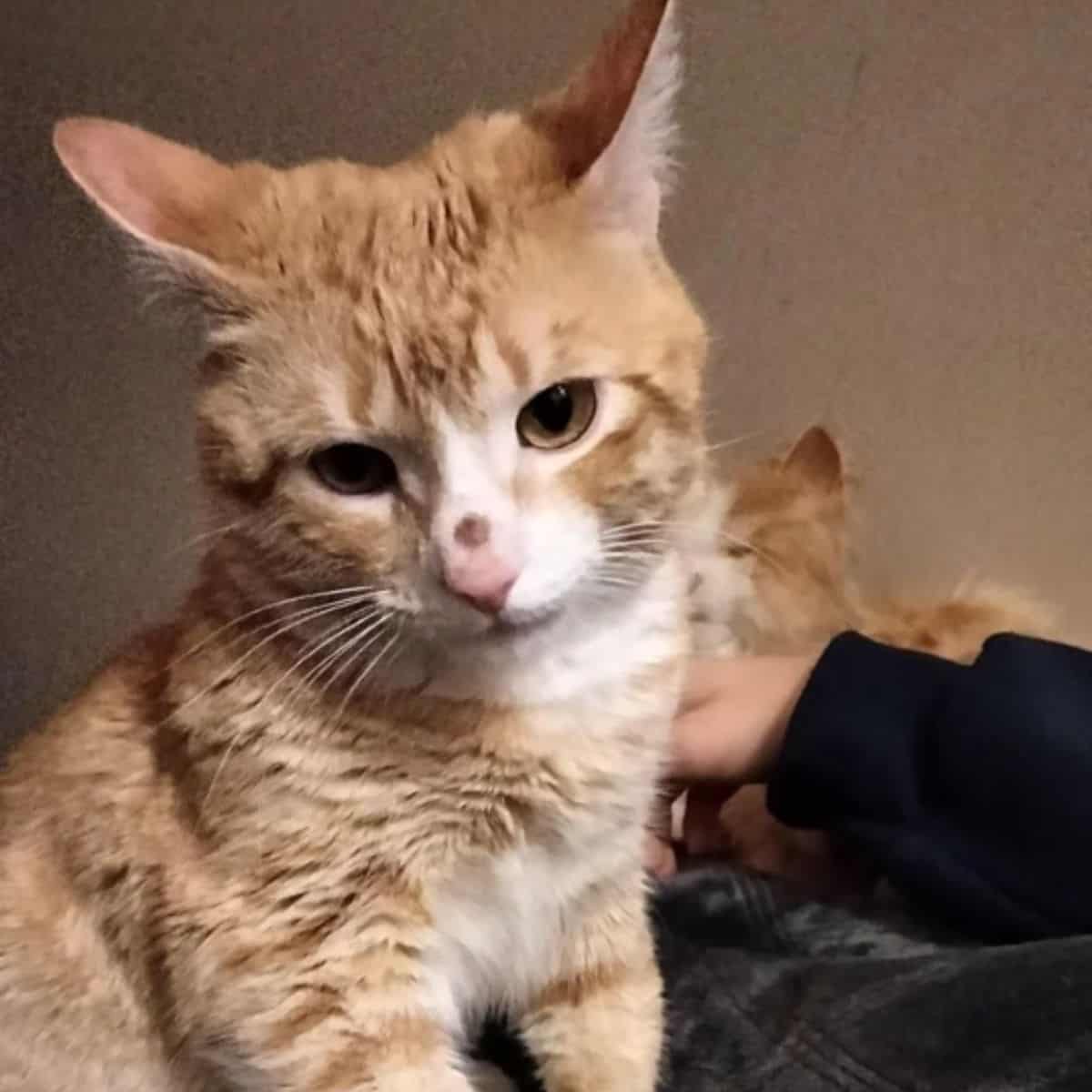 ginger cat with a dot on the nose