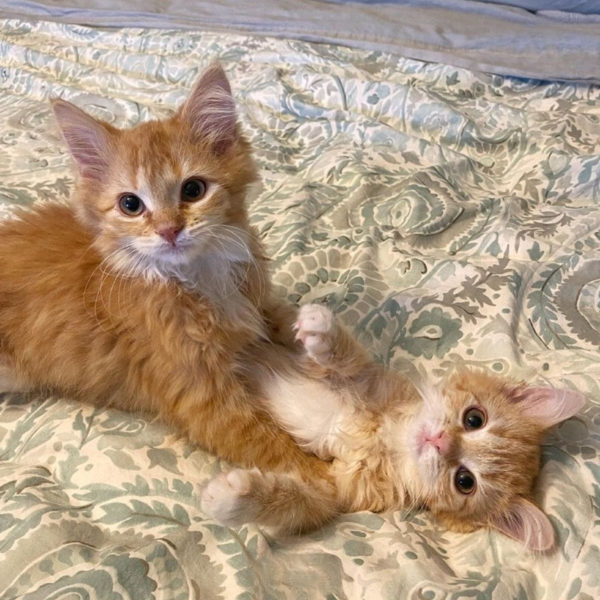 ginger cats playing together