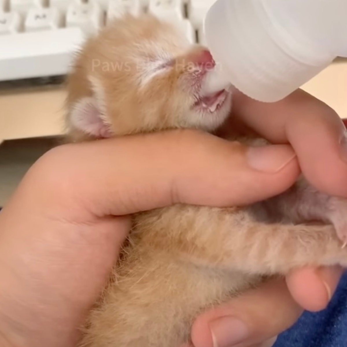 ginger kitten being fed