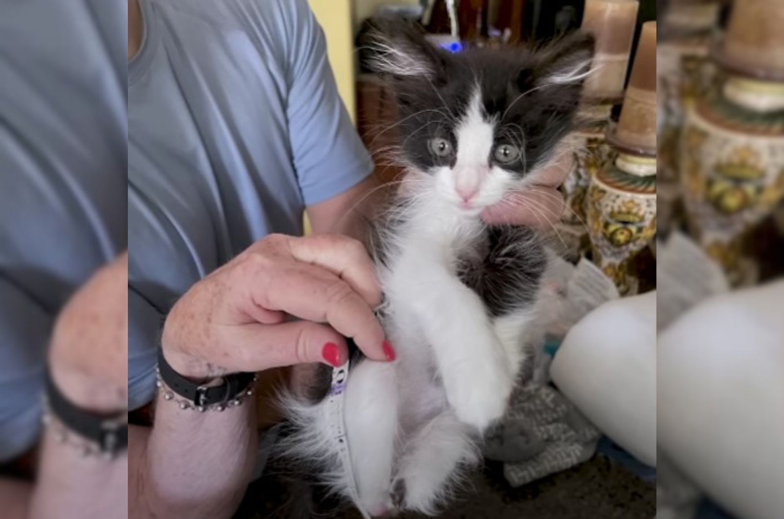 grandma holding a kitten