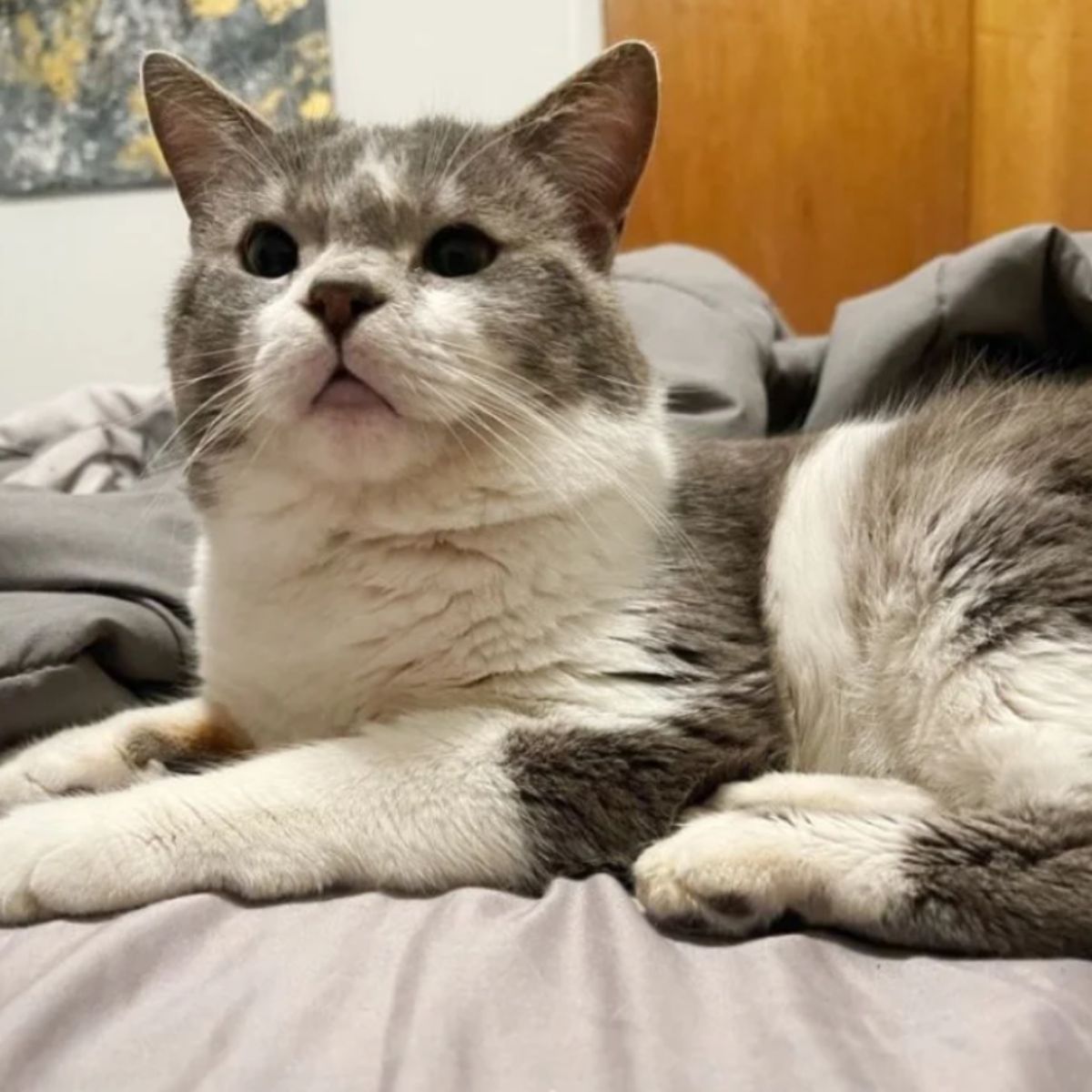 gray and white cat laying