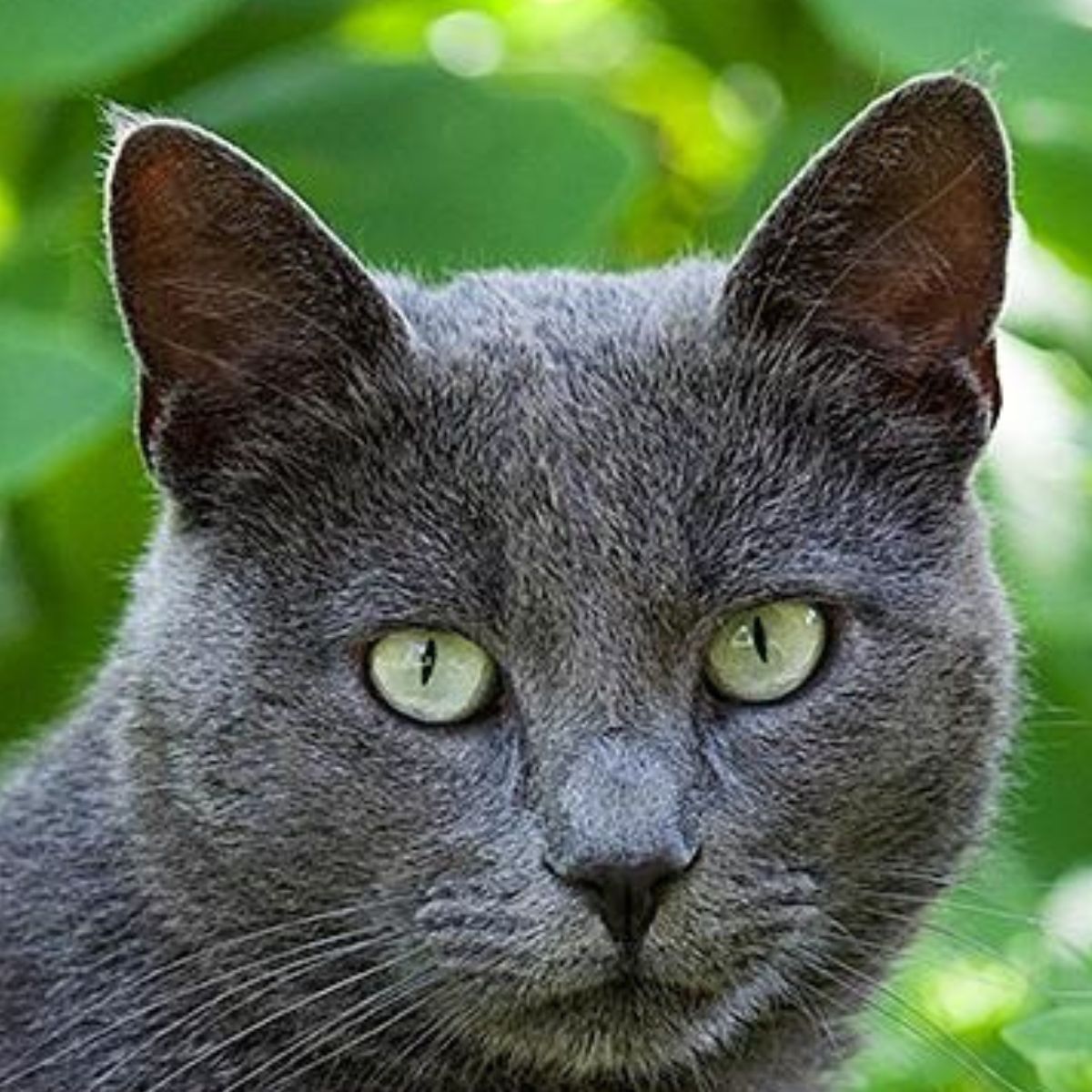 gray cat