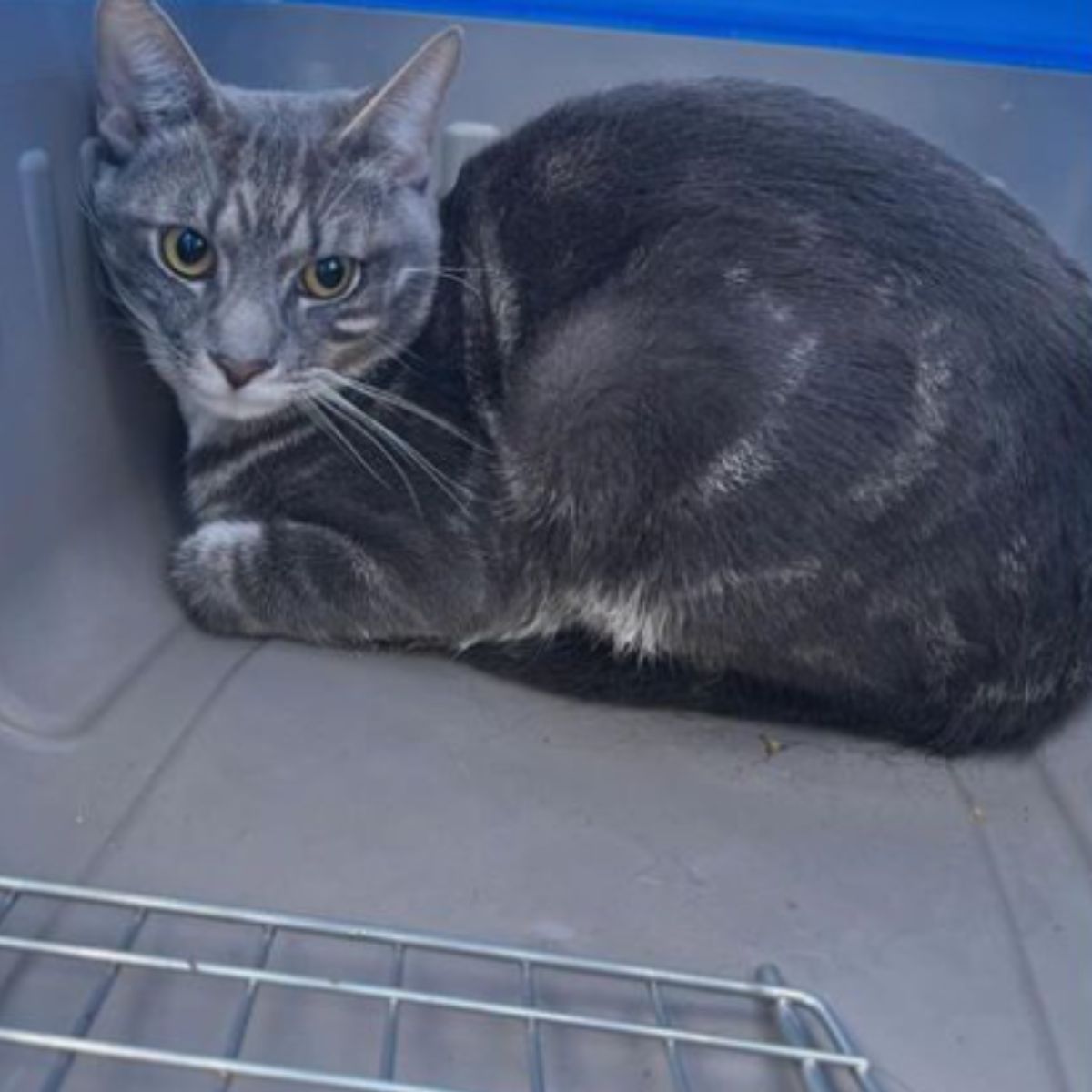 gray cat in a cat carrier