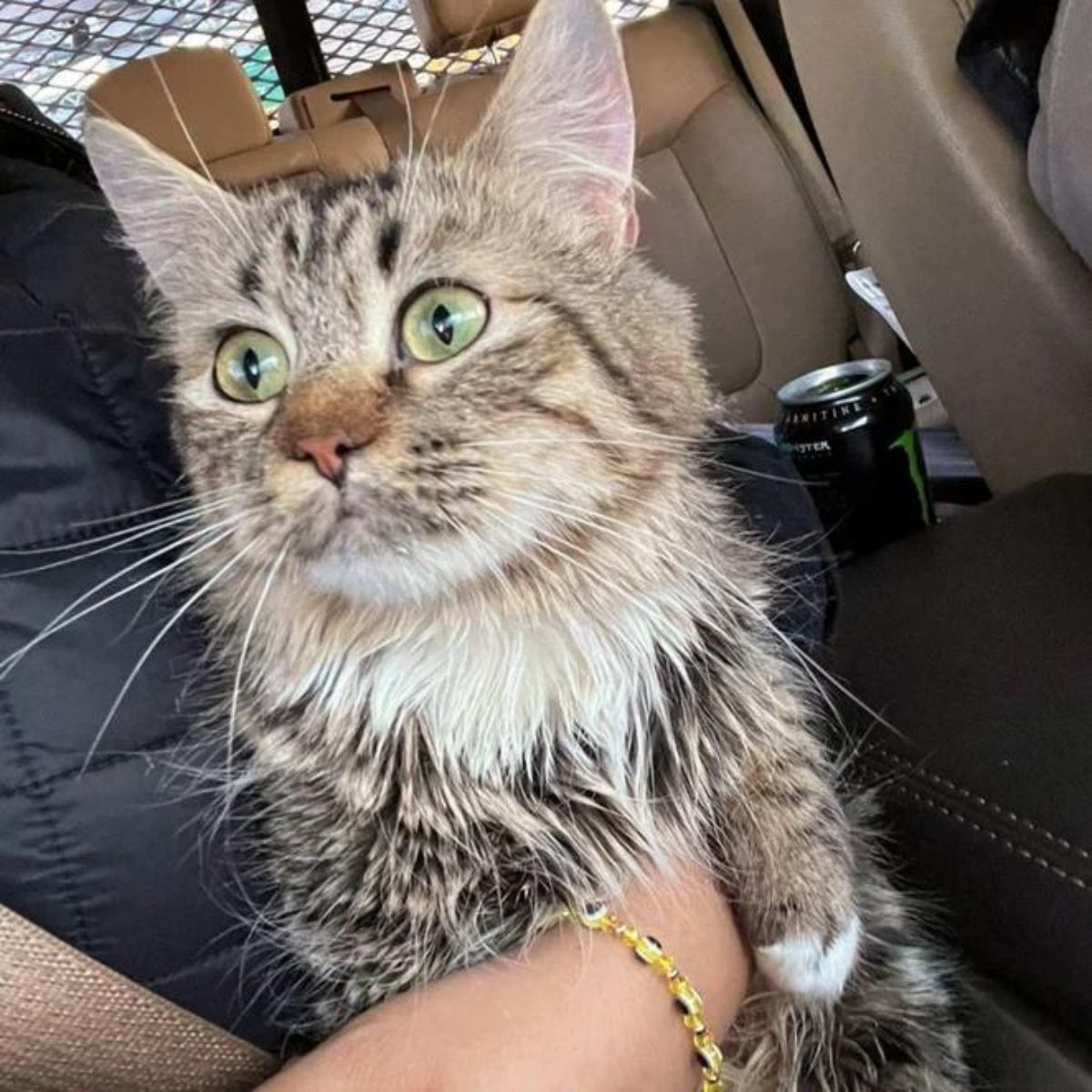 gray cat sitting on a front seat