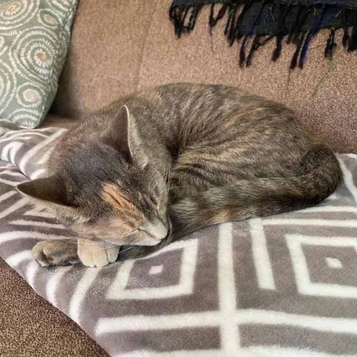 gray cat sleeping on couch