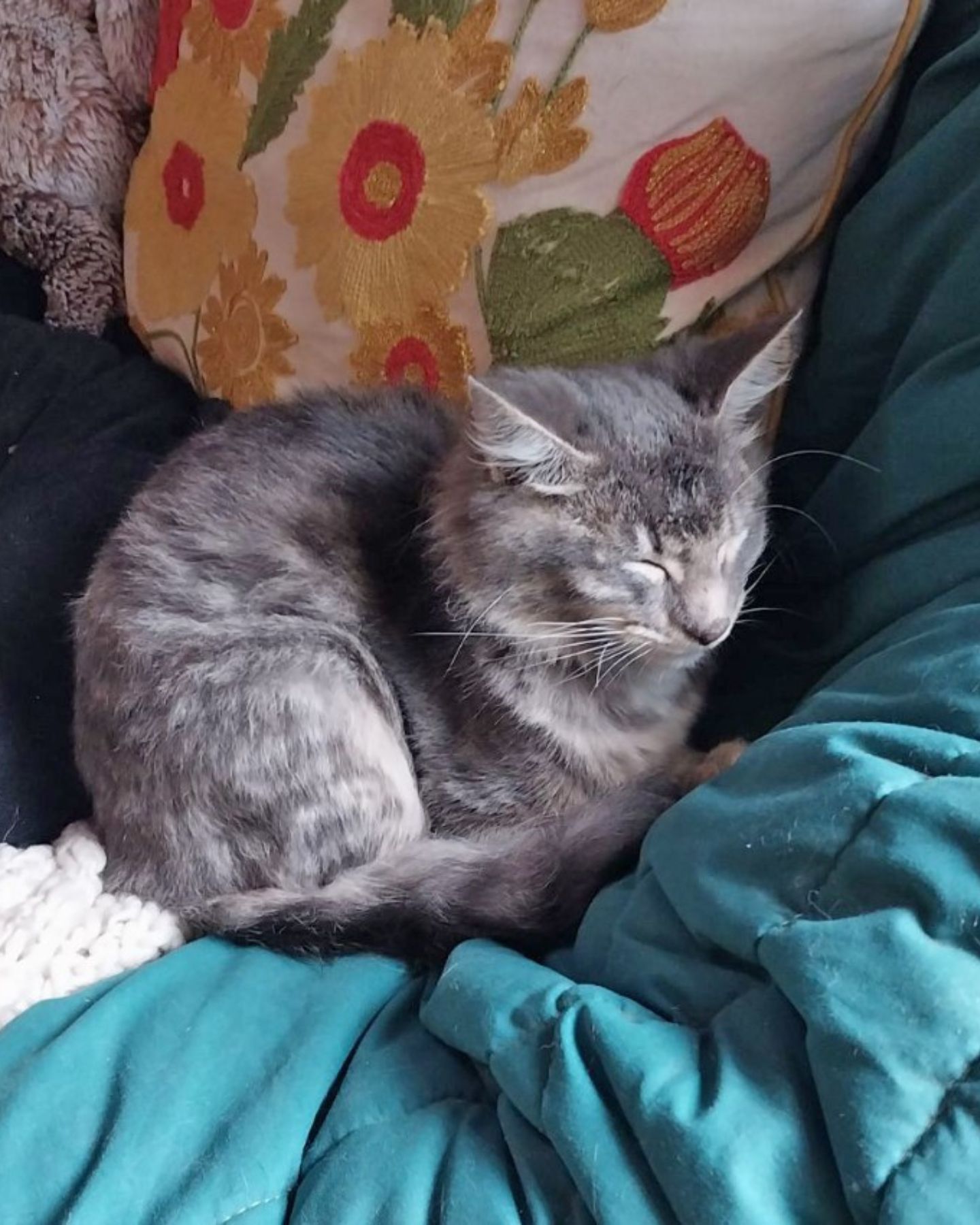 gray cat sleeping