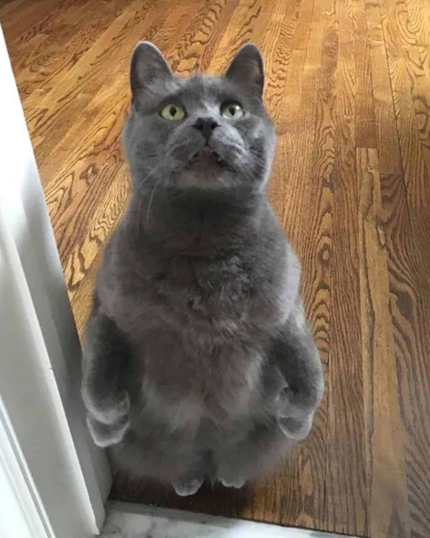 gray cat standing