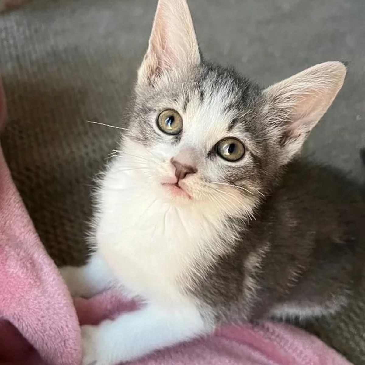 gray cat with cute look