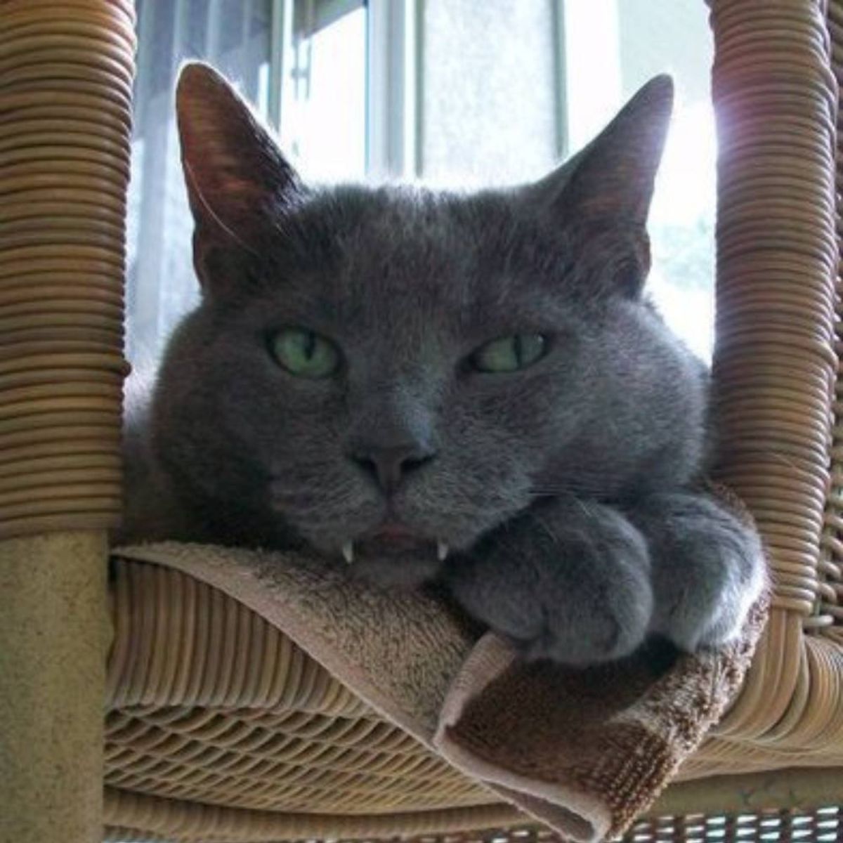 grey cat on cat tree