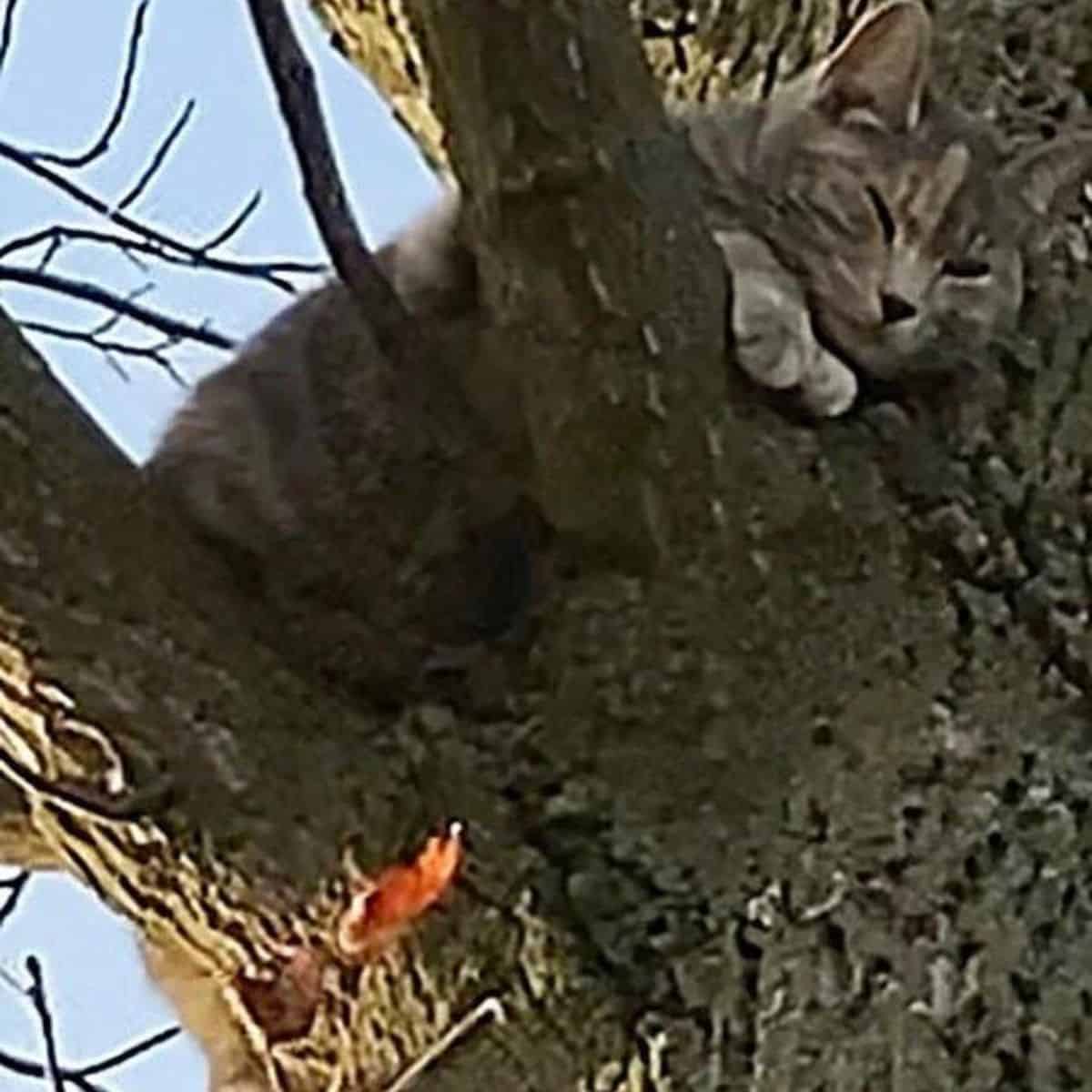 grey cat stuck on a tree