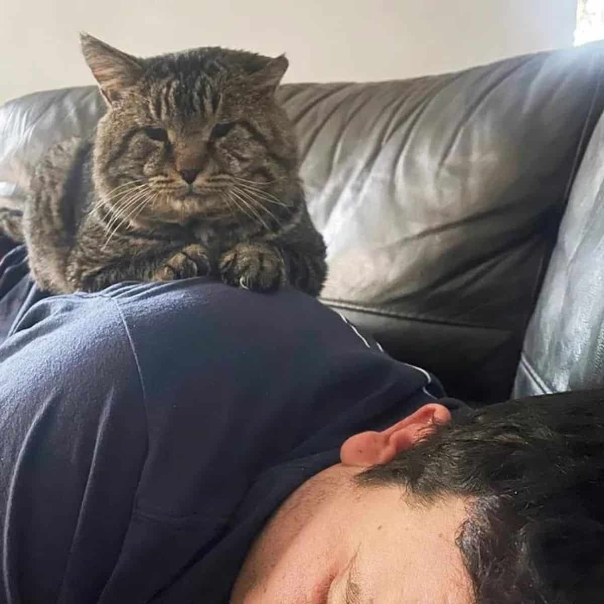 grizzly resting on his owner