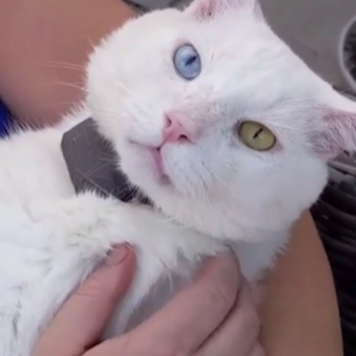 guy holding a cat with different eyes