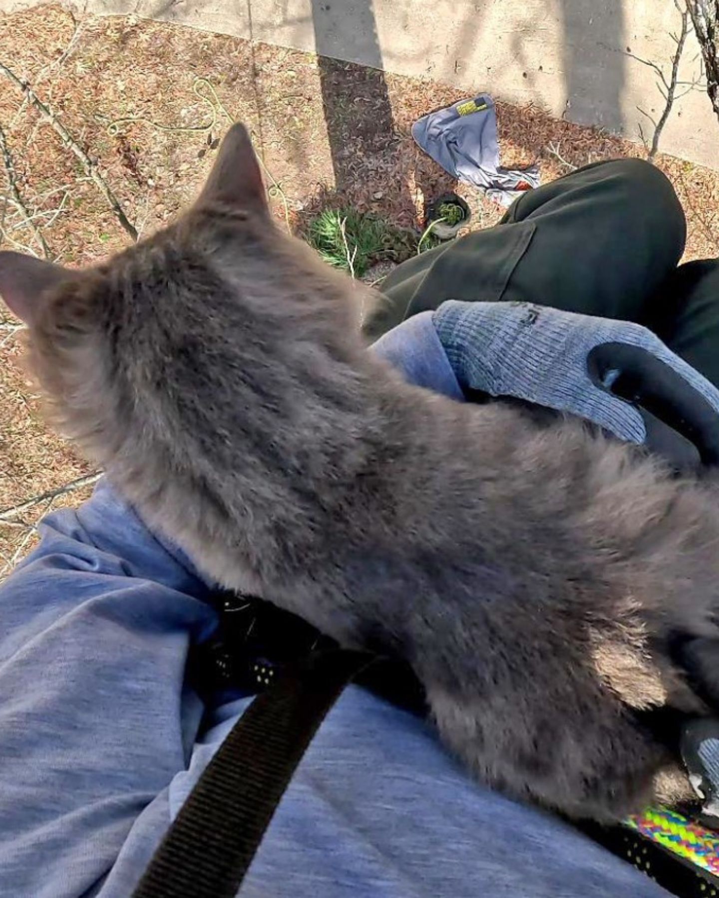 guy holding a cute gray cat