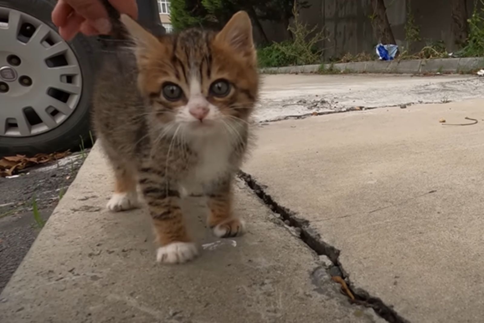 guy petting a kitten