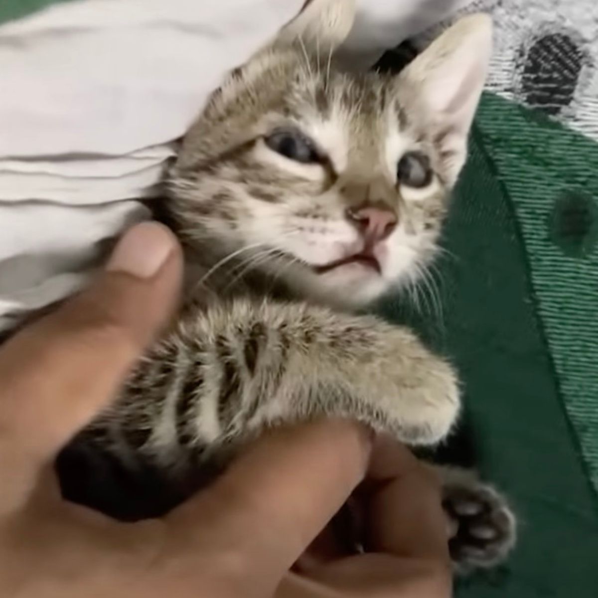 guy playing with his cat