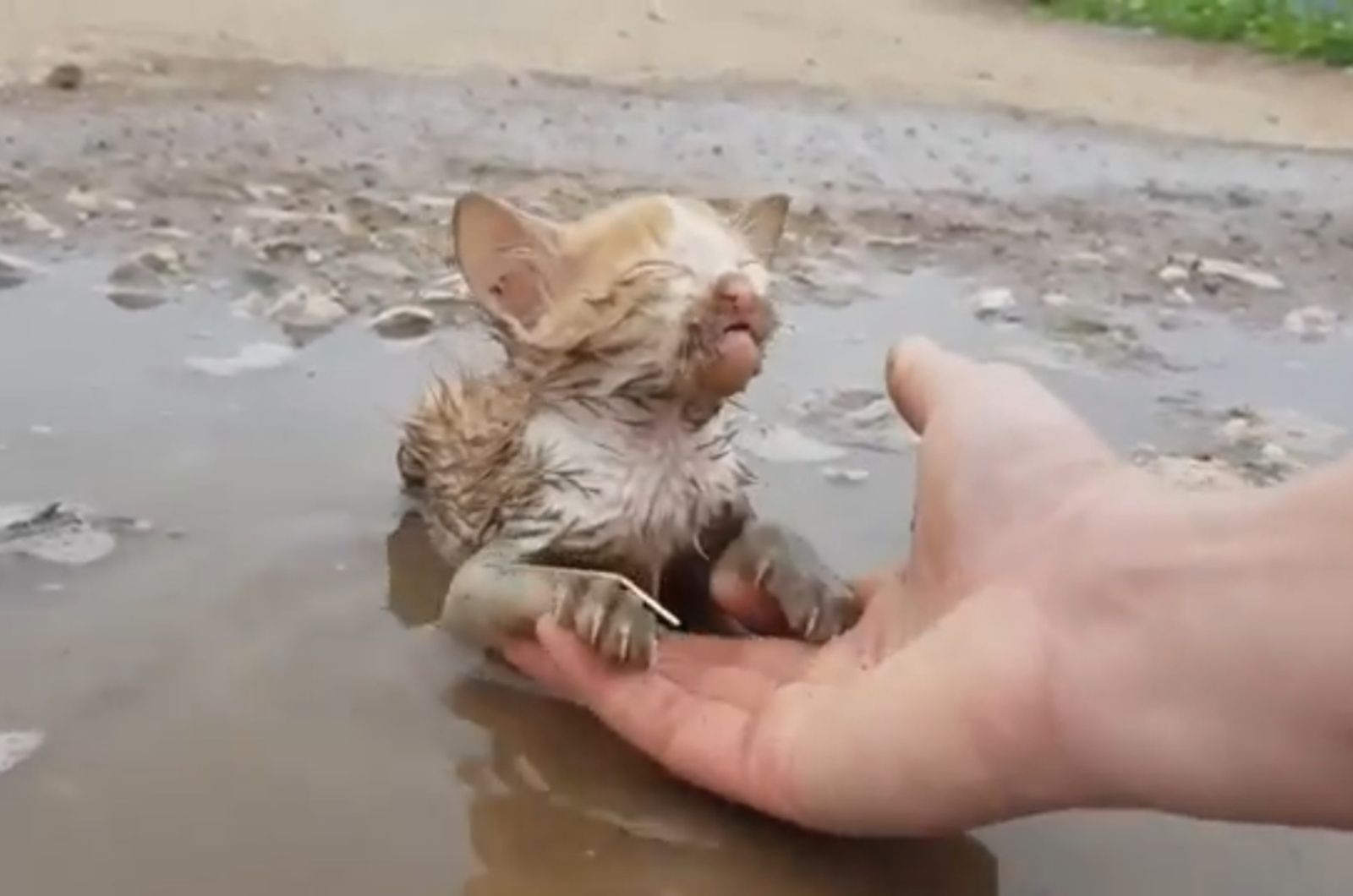 hand helping the kitten