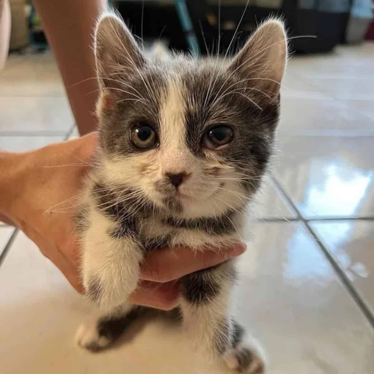 hand holding a cat