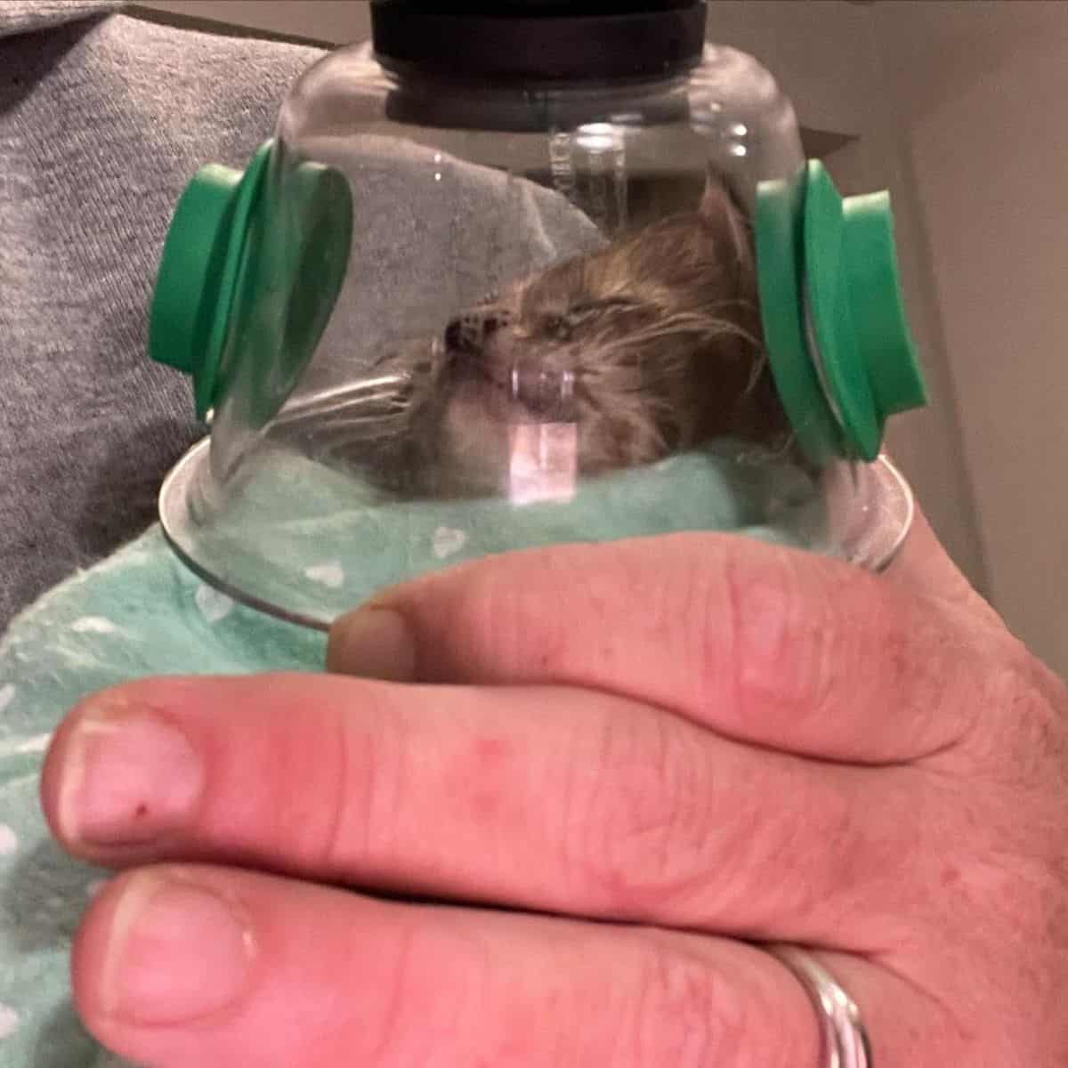 hand holding air mask over kitten