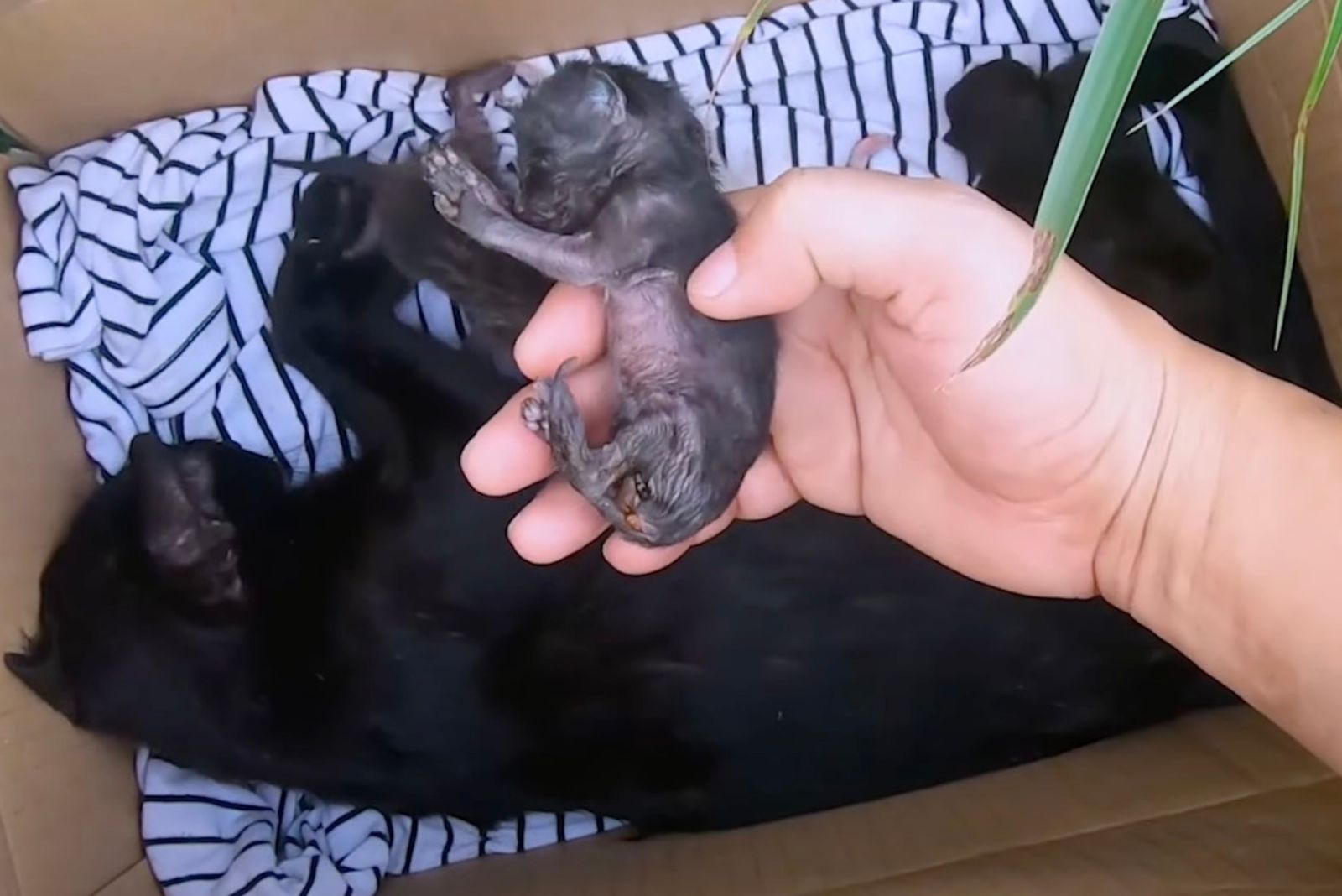 hand holding newborn kitten