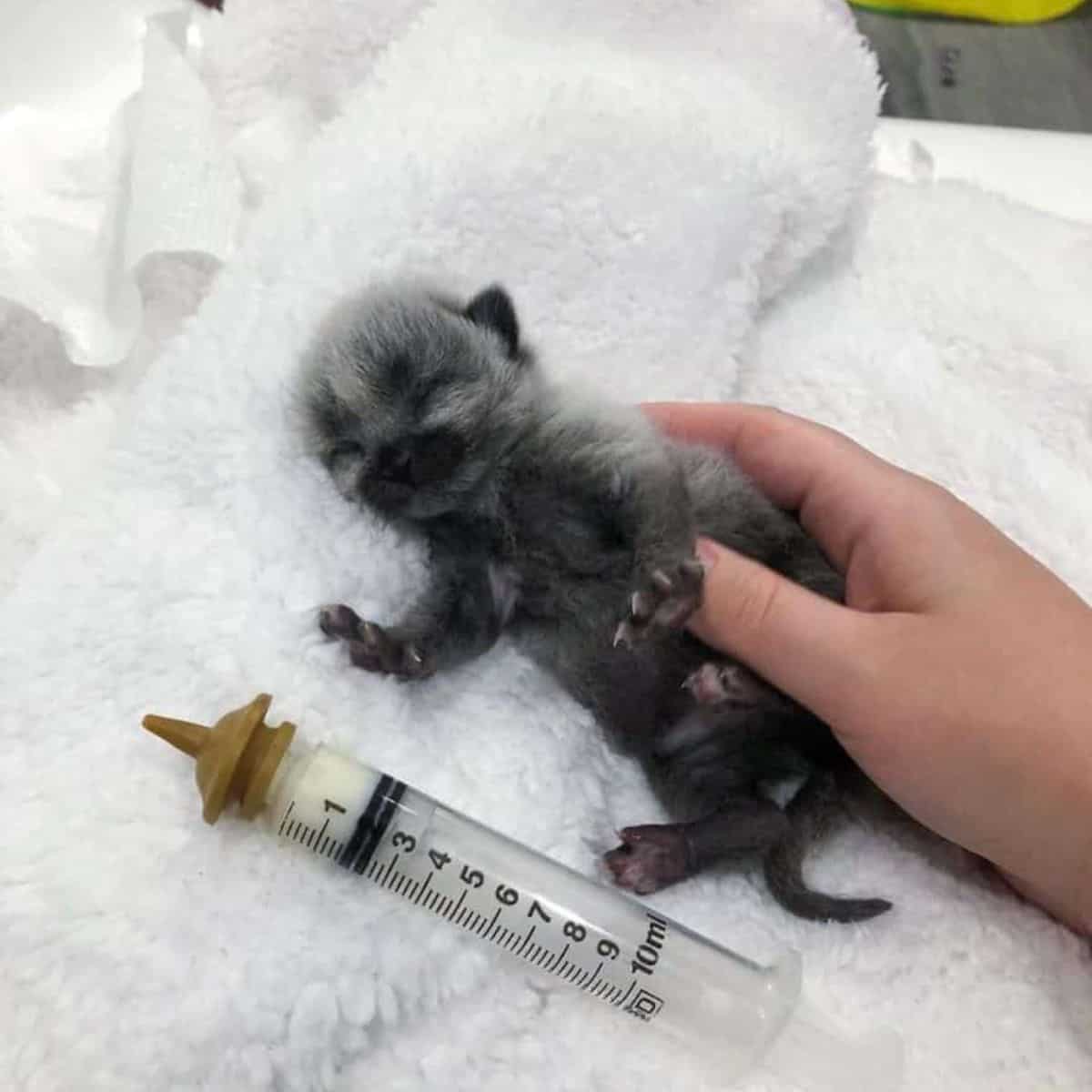 hand holding the tiny kitten while sleeping