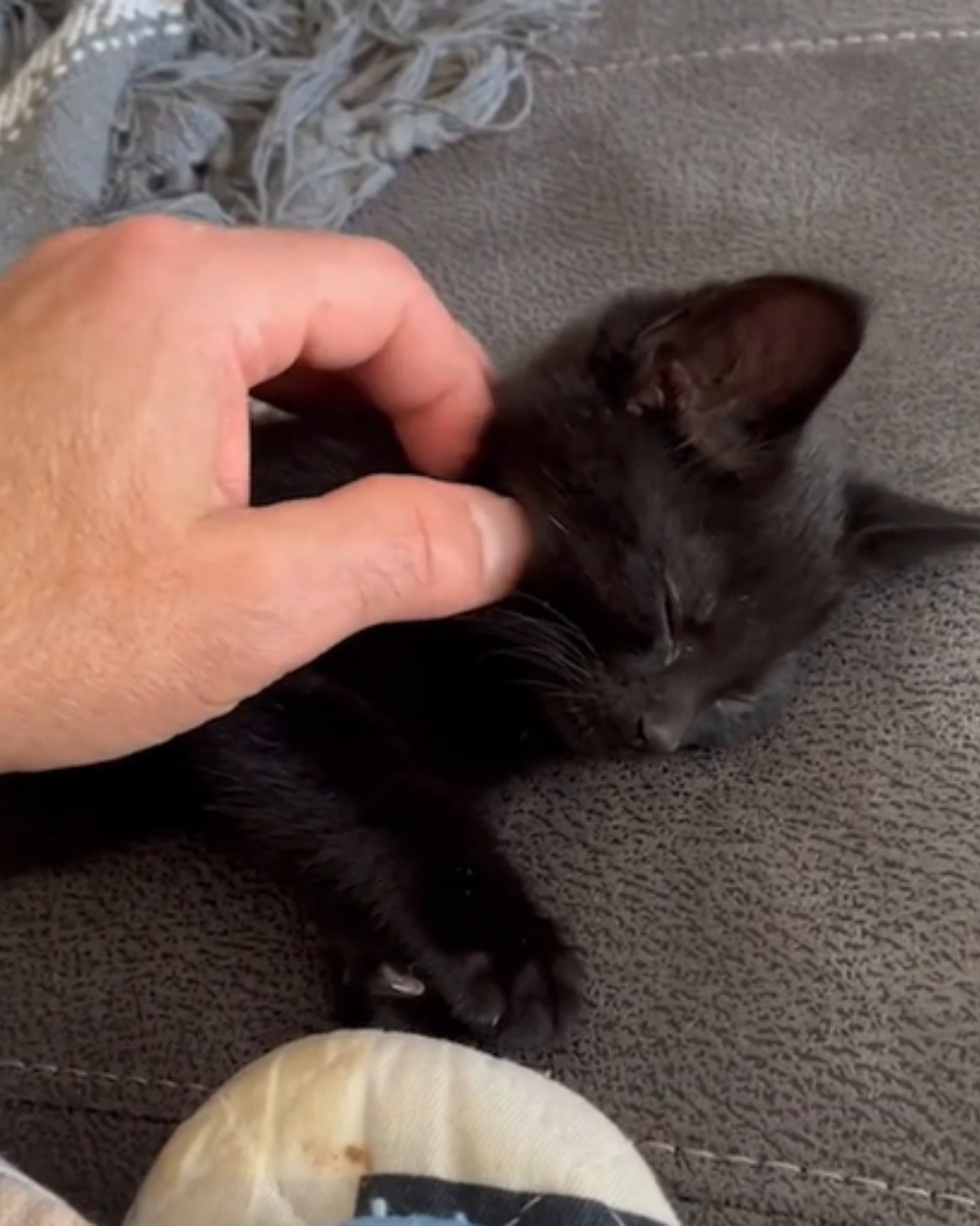 hand petting the kitten