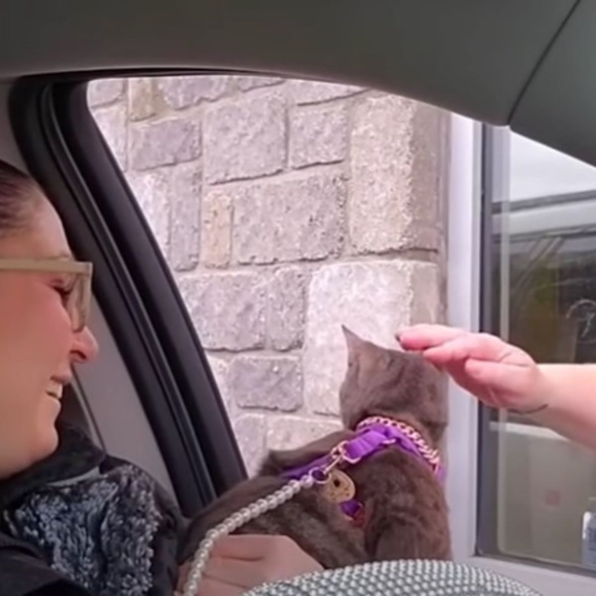 hand petting the stray cat