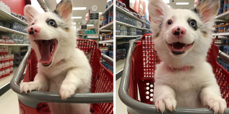 Puppy Shops At Target, Has The Best Time Of Her Life