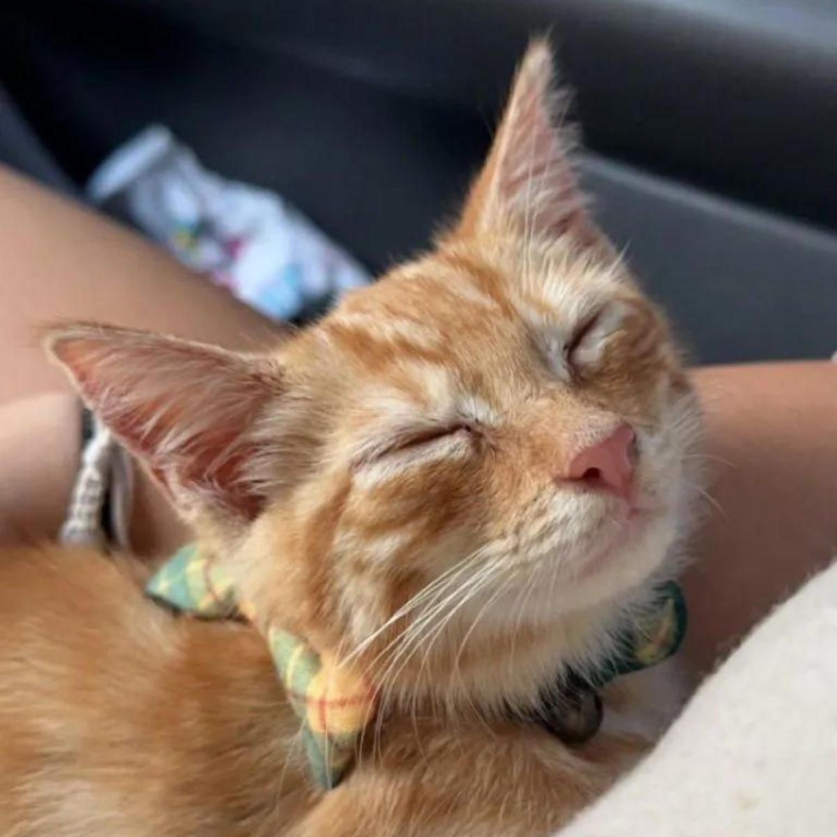 happy ginger kitten