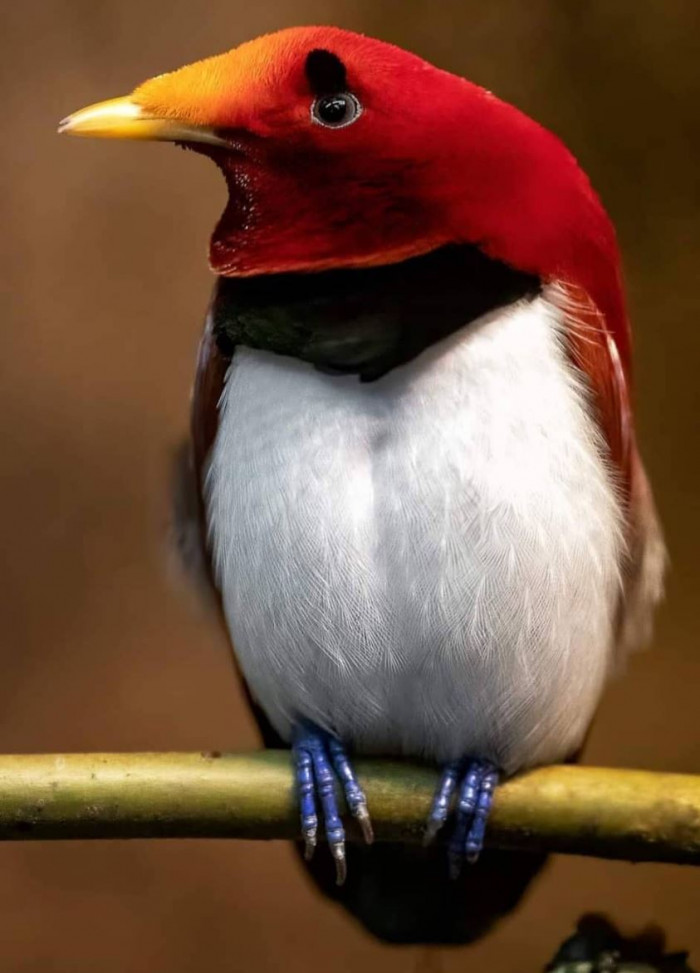 With its bright colors, the Kingbird of Paradise is a living gem.