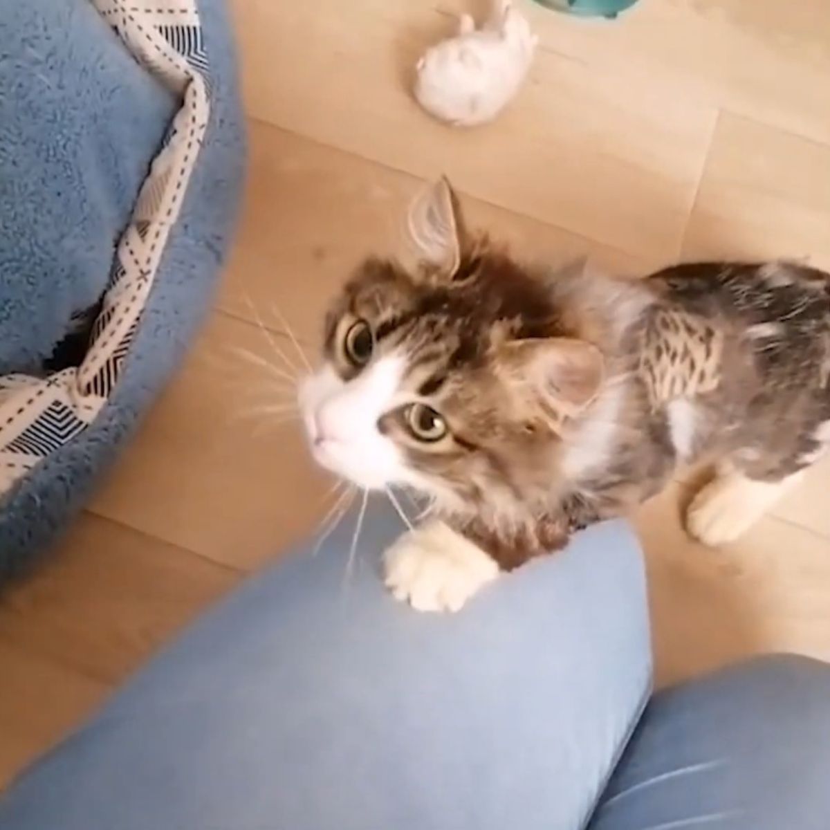 healthy kitten standing on legs