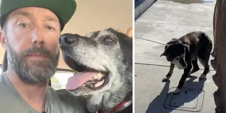 Man Adopts Aging Dog from Shelter to Ensure He Doesn’t Spend His Final Days Alone