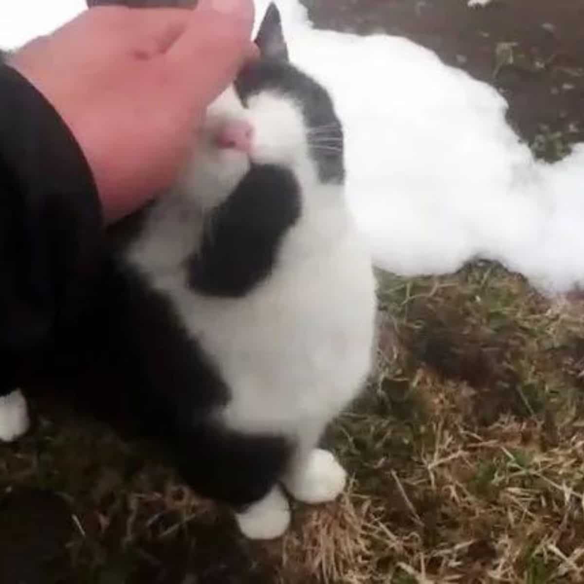 hiker petting the cat