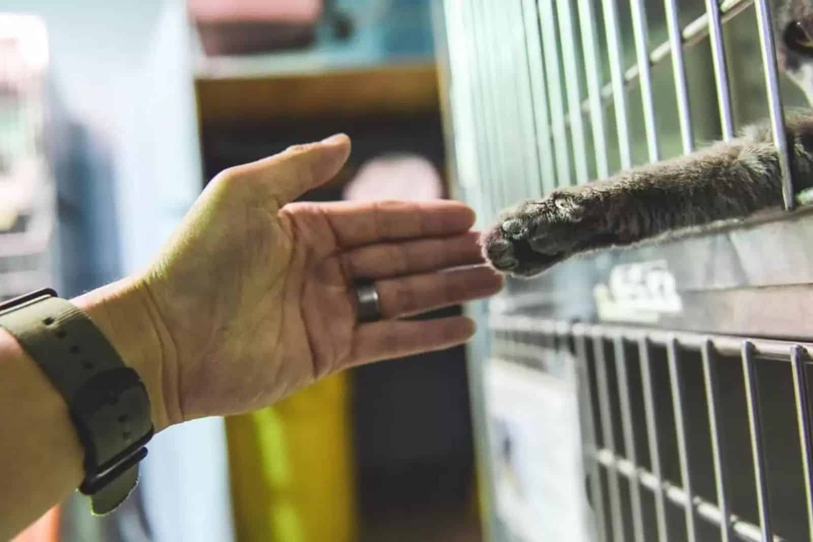 human and cat shaking hands