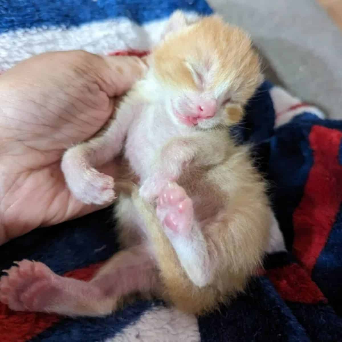 human hand and a kitten