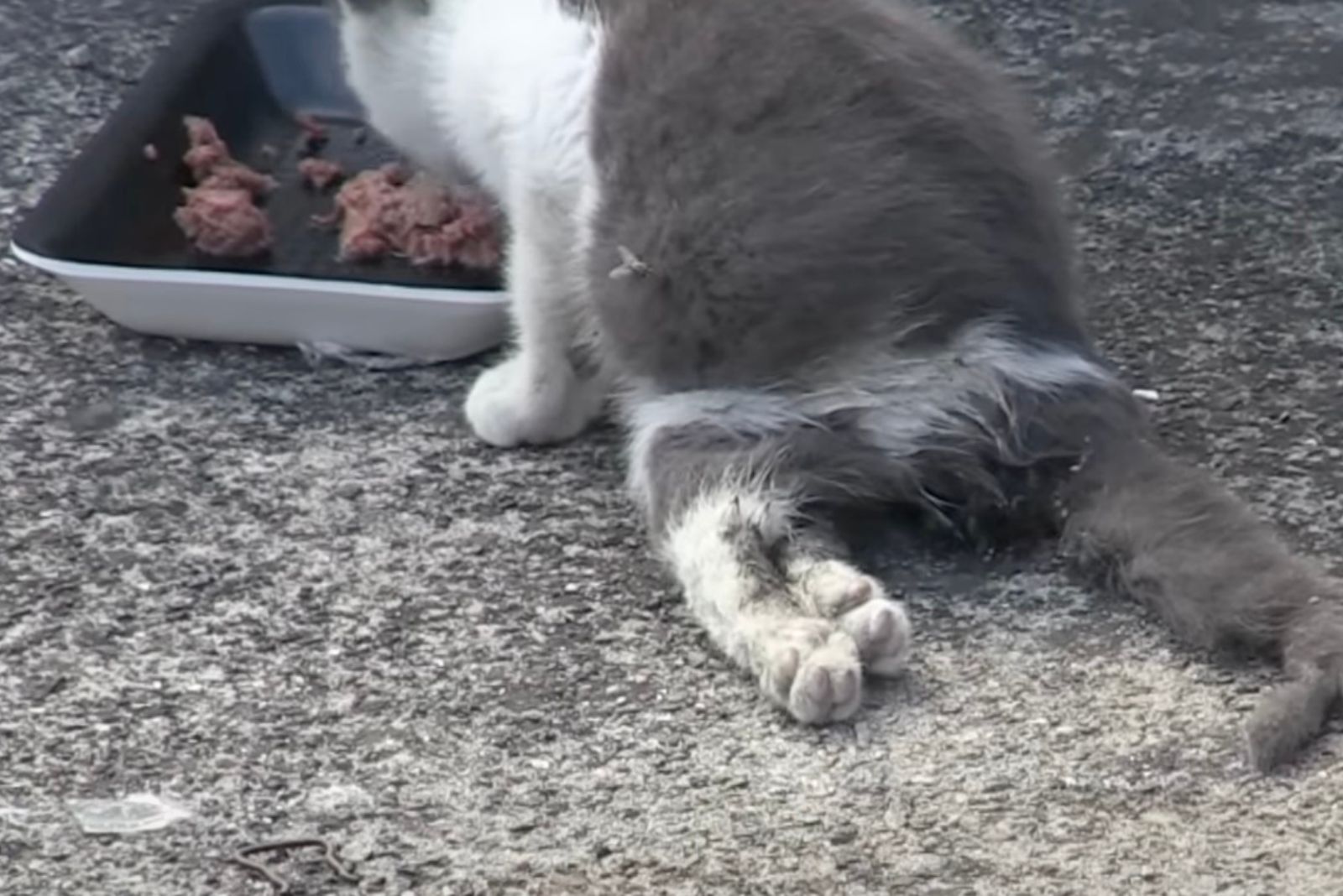 injured cat eating