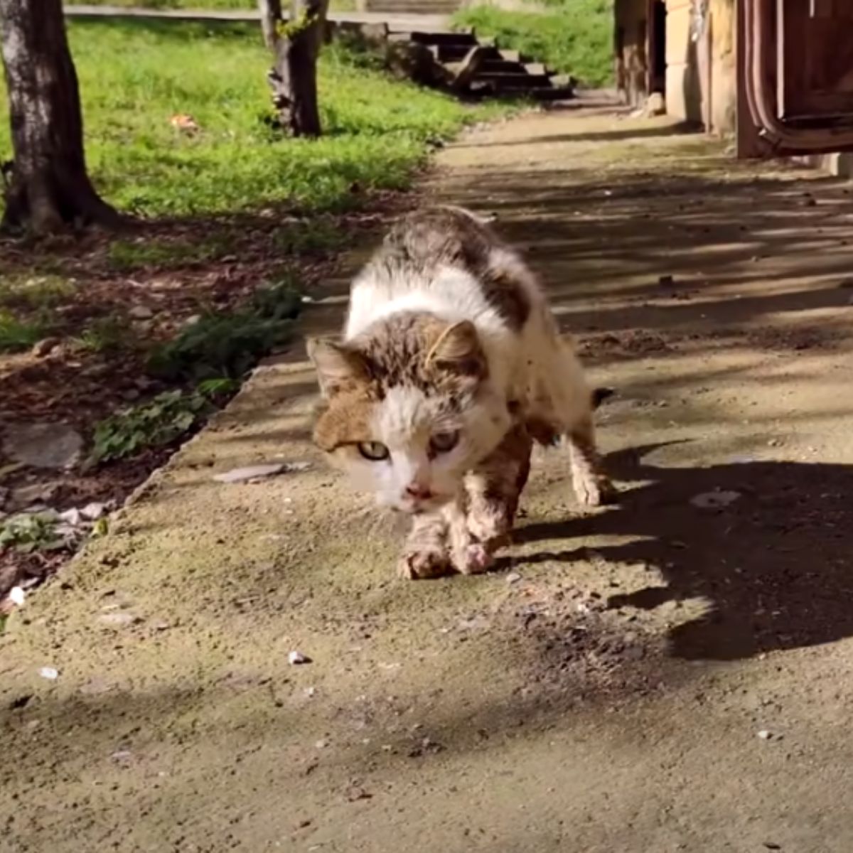 injured cat walking