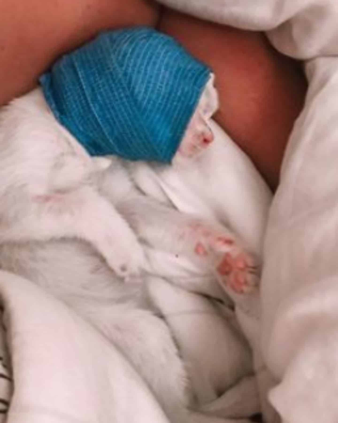 injured cat