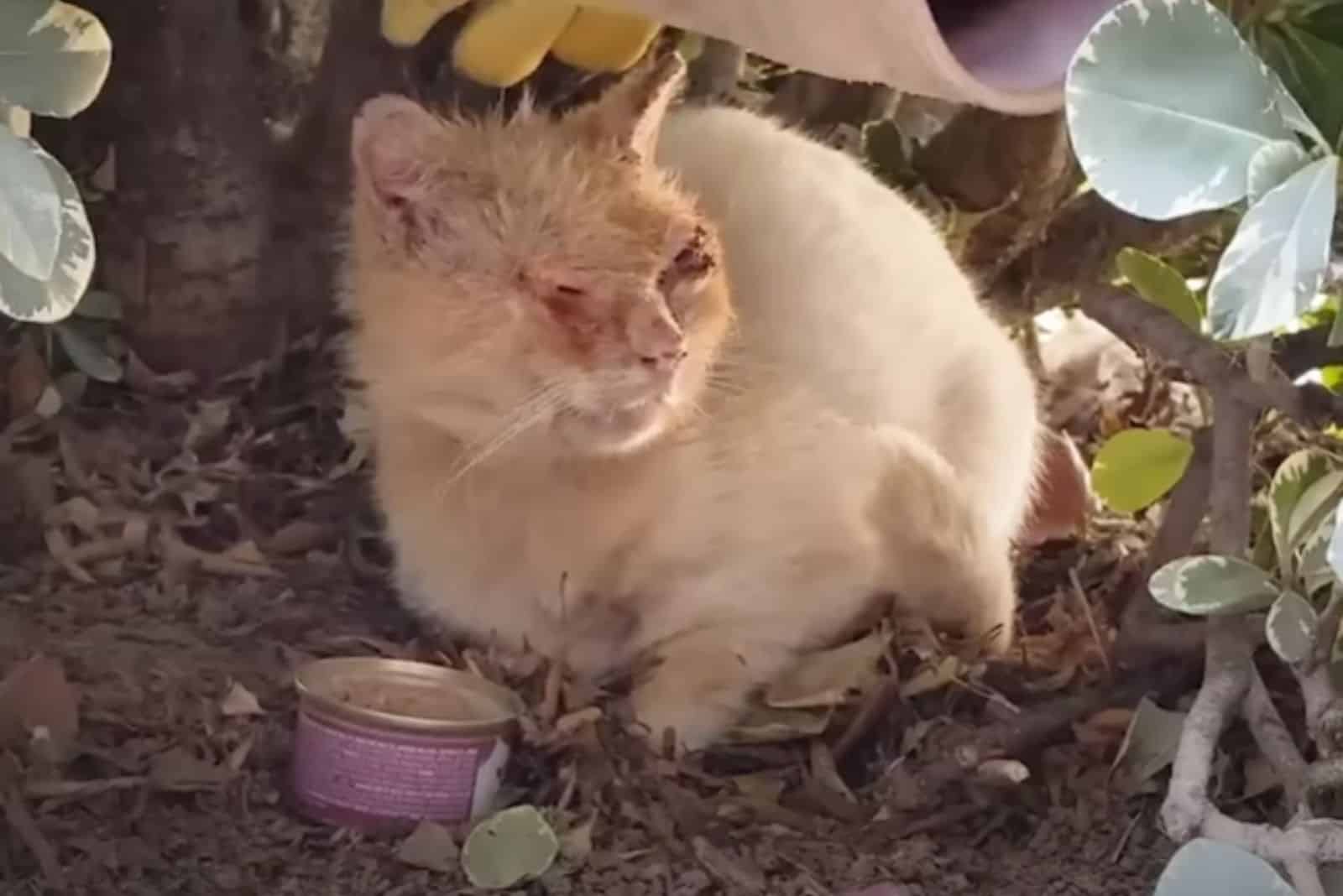 injured white cat