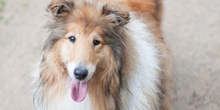 Shetland Sheepdog: The Little Dog with a Big Heart