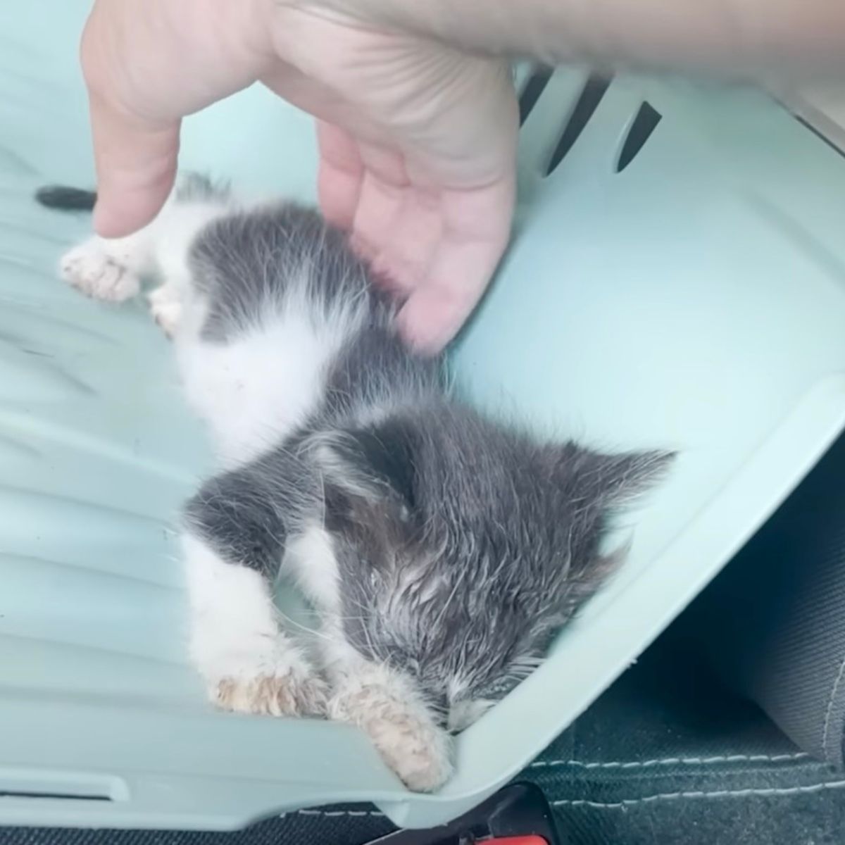 kitten barely moving