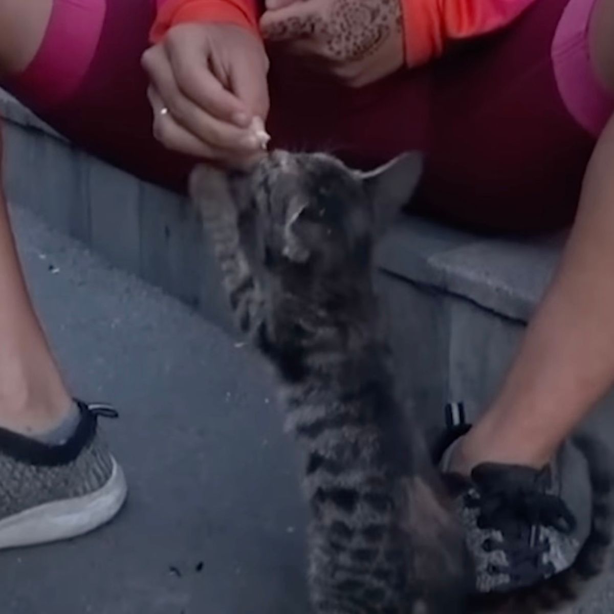 kitten begging for food